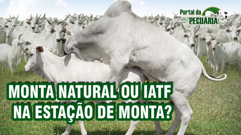 Quantas vezes o boi cruza com a vaca? Descubra a resposta aqui!