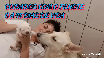 O que fazer com um filhote de 45 dias? Dicas essenciais para cuidar com amor