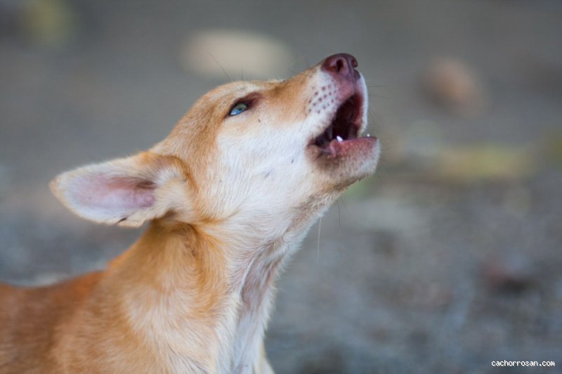 O que significa quando o cachorro está uivando?