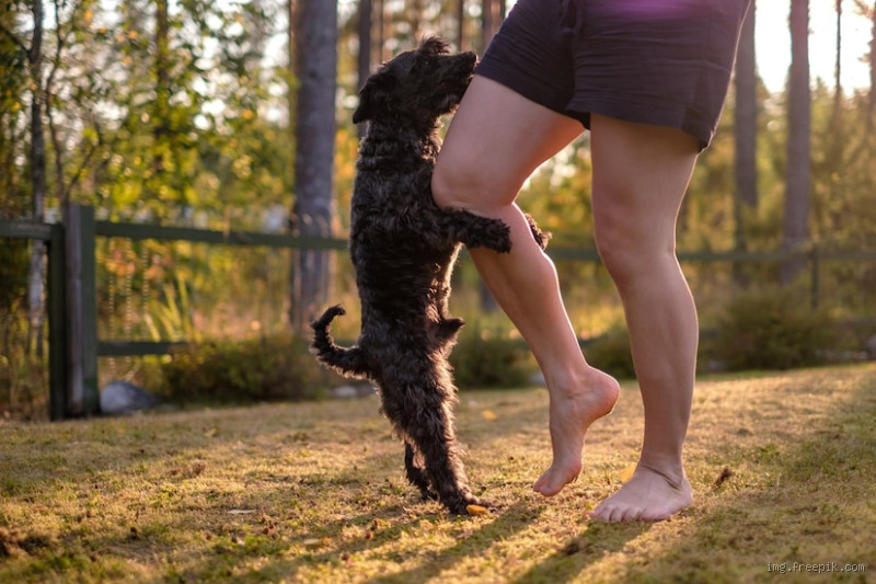 Por que o cachorro se apoia nas pernas do dono? Entenda esse gesto cheio de significado