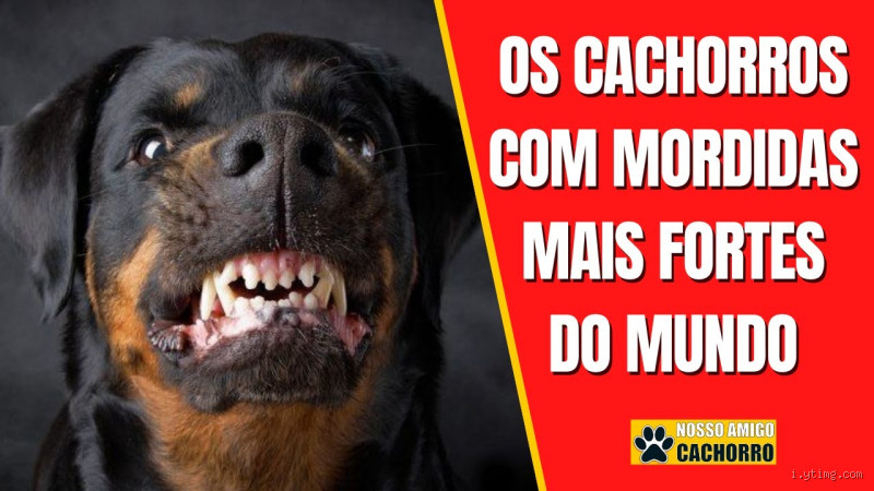 Qual a raça de cachorro que mais morde? Descubra a verdade sobre o comportamento canino