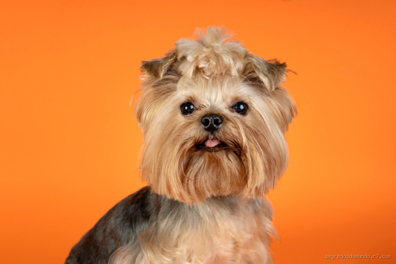 Qual é a raça de cachorro mais barata que existe?