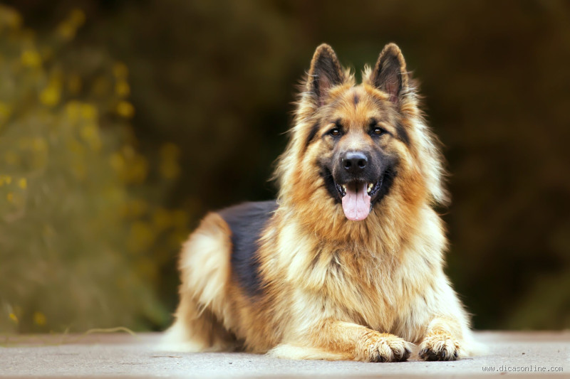 Qual é o cachorro mais difícil para se cuidar?