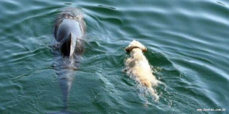 Qual é o cachorro que nada melhor? Descubra o melhor amigo do mar!