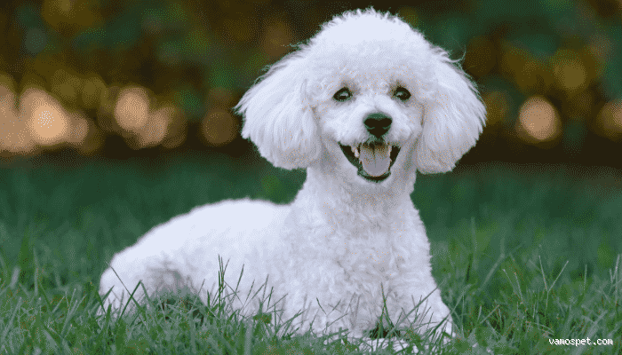 Qual raça de cachorro é mais fácil de cuidar? Descubra aqui!