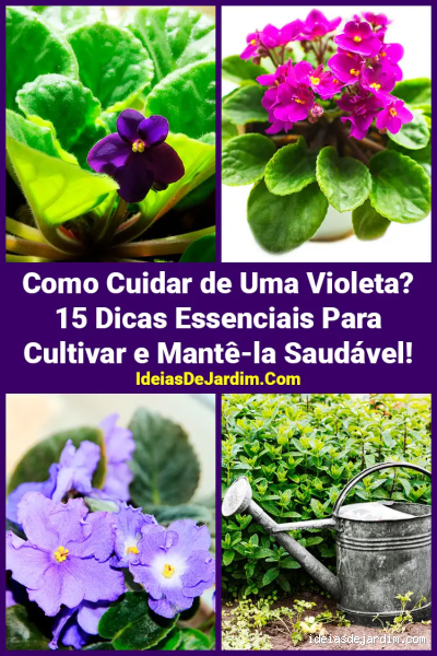 Como cuidar da violeta no banheiro?