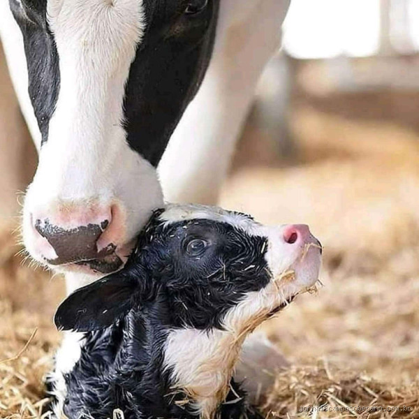 O que as vacas gostam? Entenda os gostos e necessidades delas