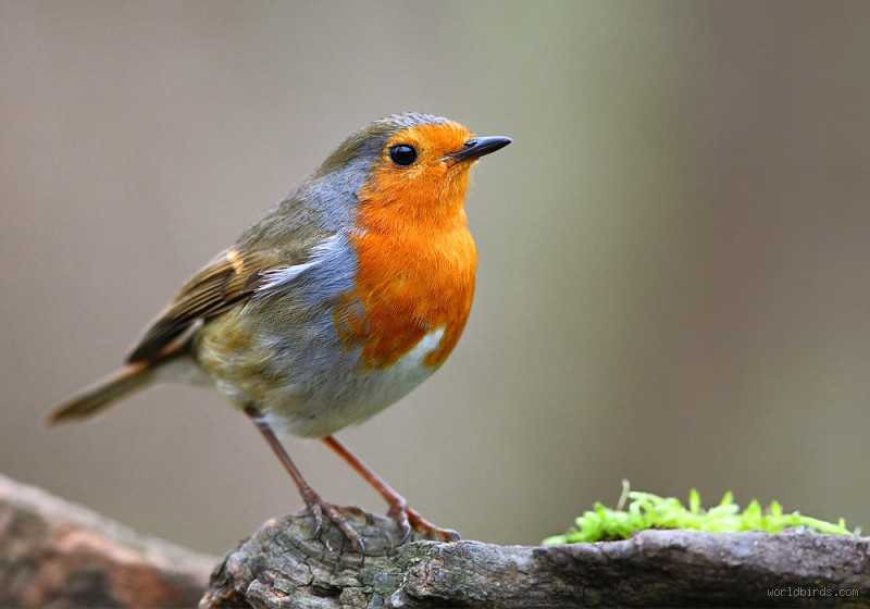 Qual é a característica do Robin? Descubra o encanto dessa ave!