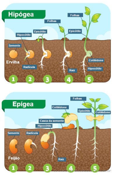 Qual hormônio inibe a germinação?