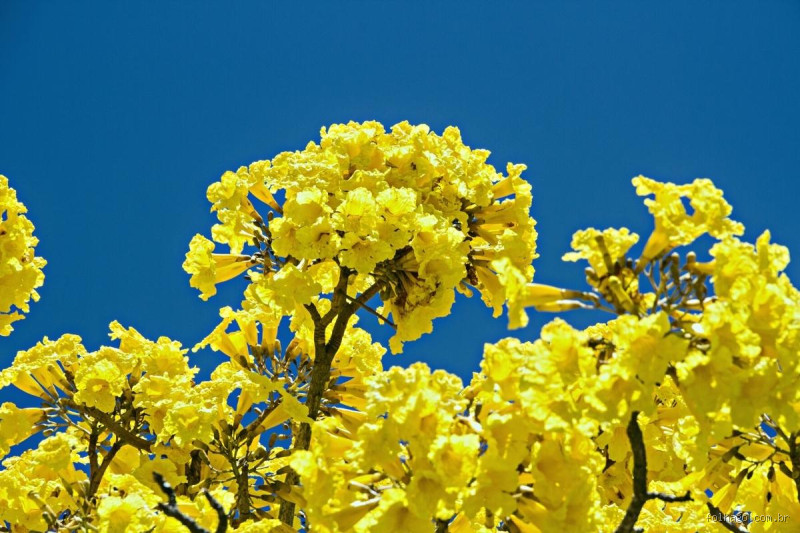 Quantos anos leva para um pé de ipê florescer? Uma história de paciência e beleza