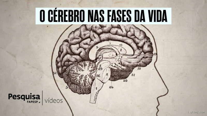 O que acontece quando o cérebro começa a diminuir? Entenda os sinais