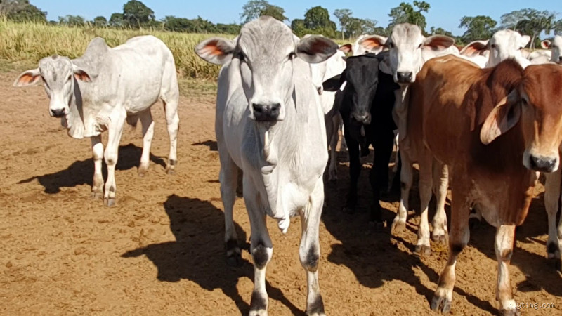 O que Ageu 2:8 Nos Ensina Sobre Abençoar o Trabalho de Nossas Mãos?