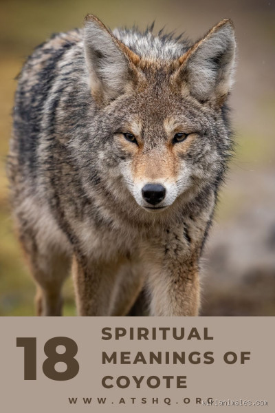 O que quer dizer a palavra Coyote? Descubra seu verdadeiro significado