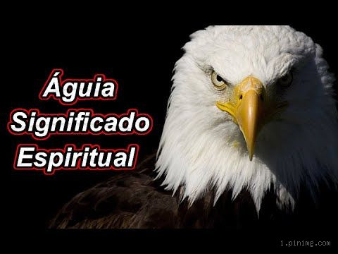 O que significa a palavra águias? Descubra o simbolismo profundo