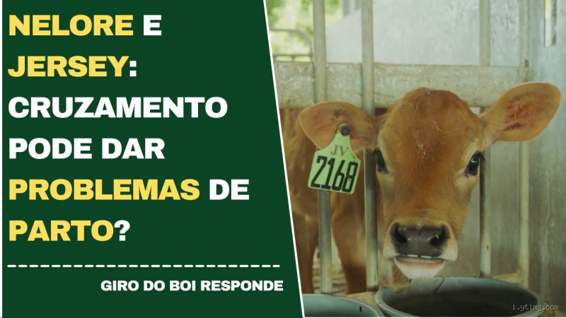 Pode cruzar Nelore com Jersey? Descubra tudo sobre essa combinação!