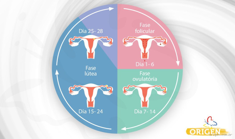 Porque quando está menstruada o bolo não cresce? A explicação científica por trás disso