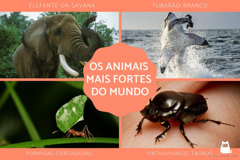 Quais são os 3 animais mais fortes do mundo? Prepare-se para se surpreender!