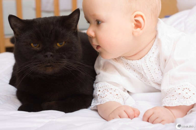 Qual a função do gato na nossa vida? Muito além do “fofo”
