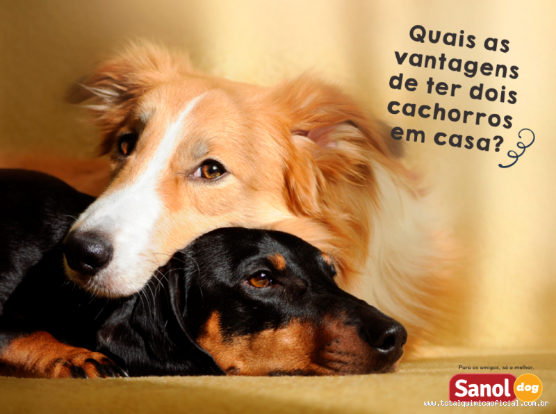 Qual a vantagem de ter 2 cachorros? Mais amor e menos culpa