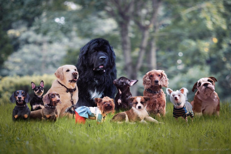 Qual é a raça de cachorro mais burro do mundo? Descubra a verdade!