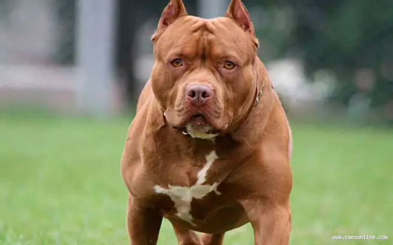 Qual é o cão mais poderoso? Descubra os cães mais fortes e imponentes!
