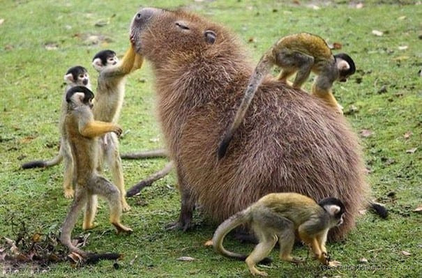 Qual o animal mais sociável?