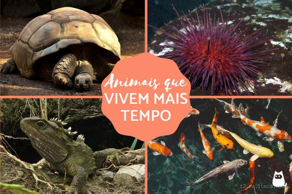 Qual é o animal que vive por mais tempo?