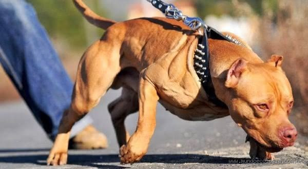 Qual o cachorro mais bravo do que o Pit Bull?