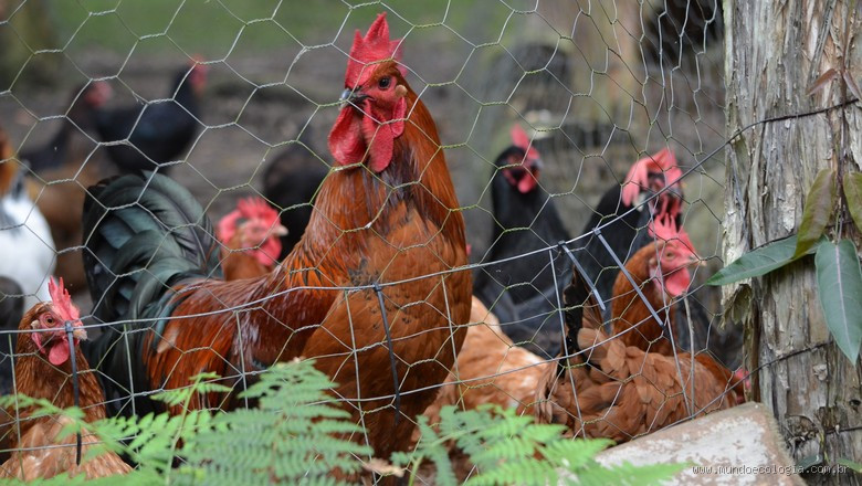 Quantos galos no galinheiro? Descubra a verdade por trás dessa pergunta!