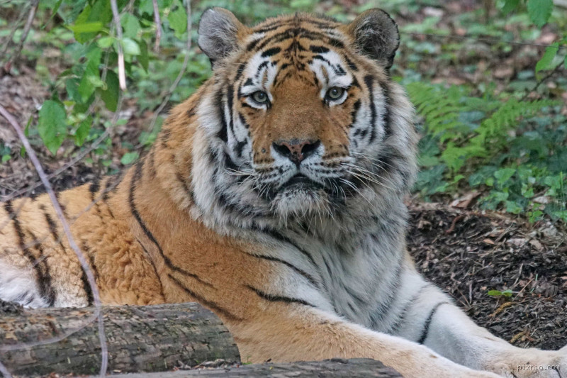 Qual o animal que mais come carne no mundo? Descubra o predador supremo!