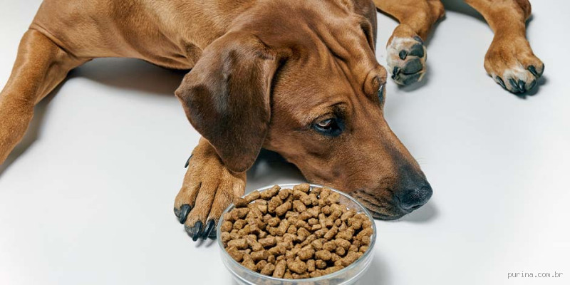 Como o cachorro pega gastroenterite?