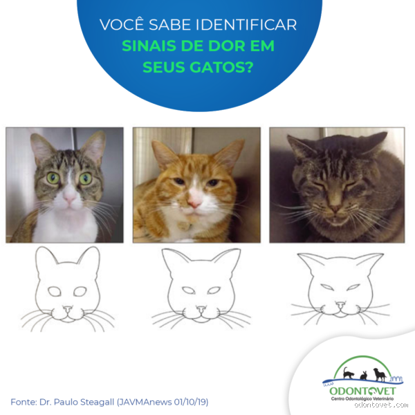 Como o gato demonstra dor? Entenda os sinais que você deve observar