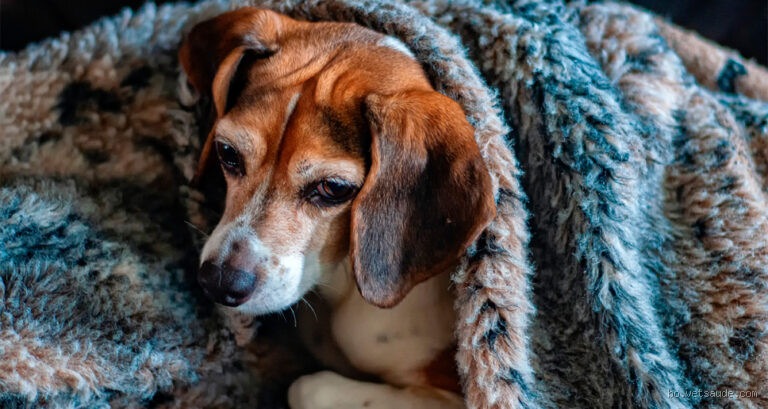 Como saber se o cachorro tem algum problema de saúde?