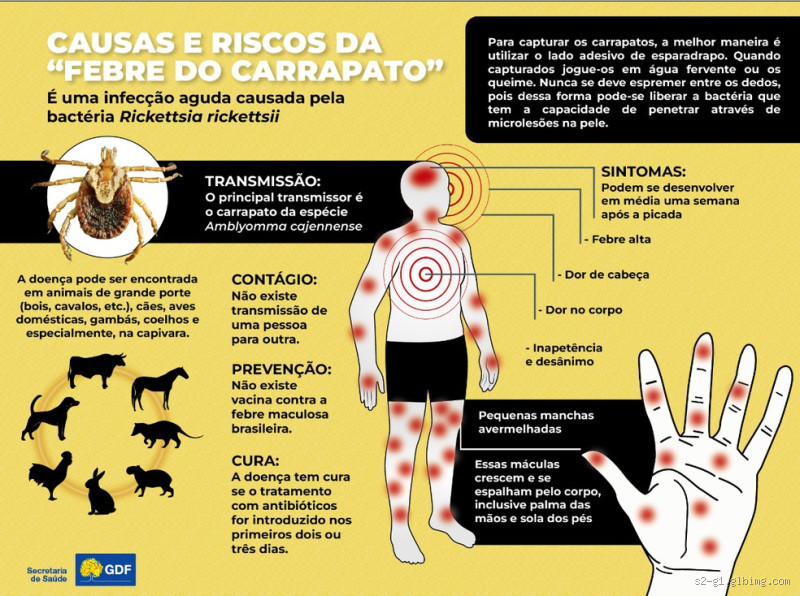 Como saber se peguei febre maculosa? Sintomas e cuidados