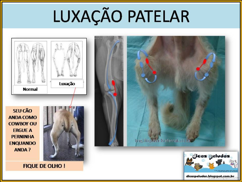 Como tratar luxação em pata de cachorro?