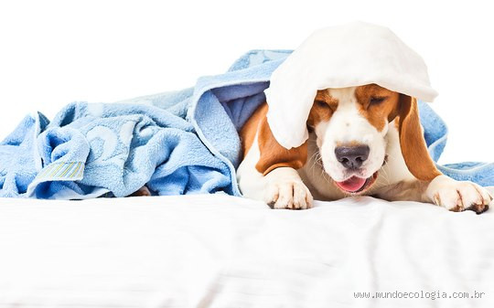 Como tratar traqueíte em cães?