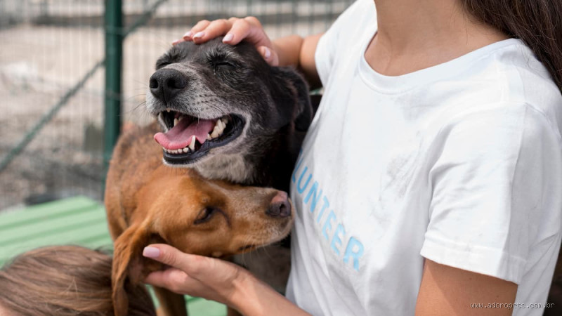 O que a ONG faz com os animais? Descubra como elas ajudam