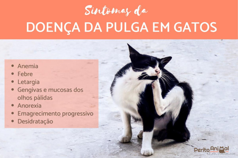 O que a pulga faz com o gato? Entenda os impactos dessa infestação