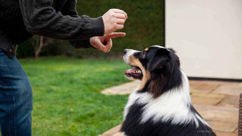 O que acontece quando o cachorro toma Bravecto? Surpresas (boas e ruins)!
