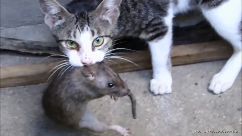 O que acontece se eu comer uma comida que o rato roeu?