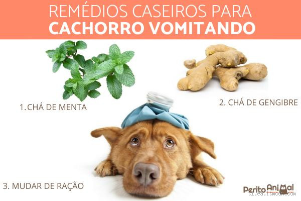 O que dar para o cachorro quando está com ânsia de vômito?