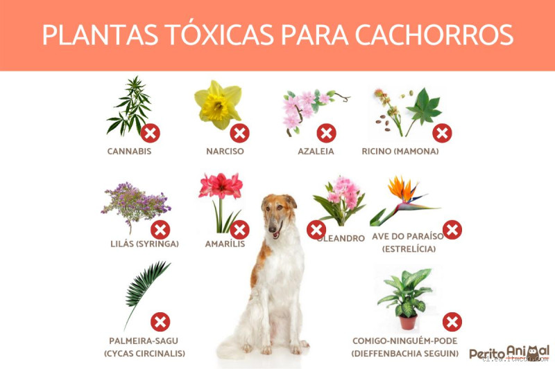 O que é tóxico para cachorro? Cuidado com os perigos no seu lar