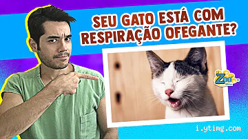 O que fazer quando o gato está infartando? Não entre em pânico!