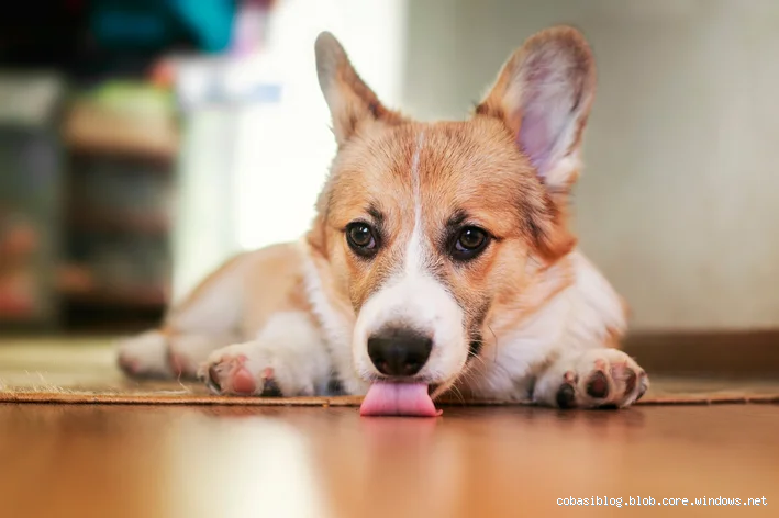 O que significa quando o cachorro fica lambendo o chão? Descubra as razões