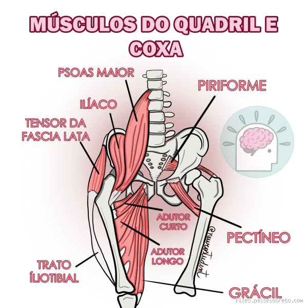Onde é a dobra da coxa?