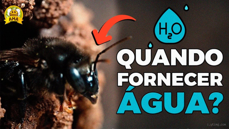 Pode dar água com açúcar para abelha? Descubra os cuidados essenciais