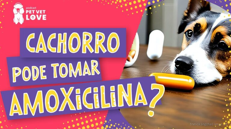 Pode dar amoxicilina de 500 mg para cachorro?