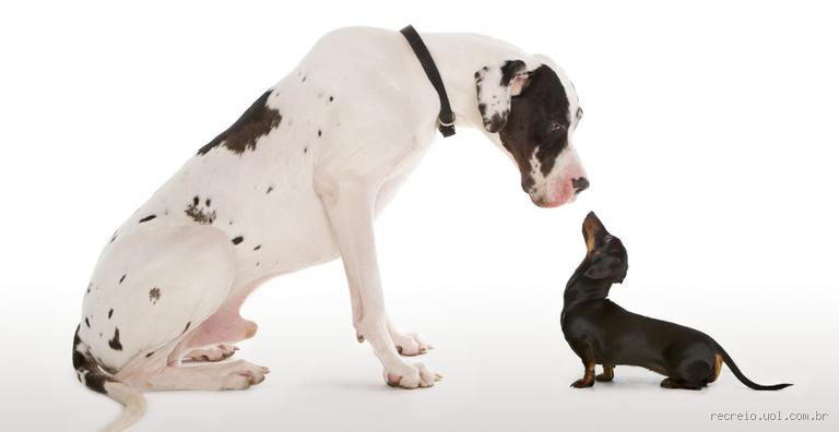 Por que os cães de grande porte vivem menos?