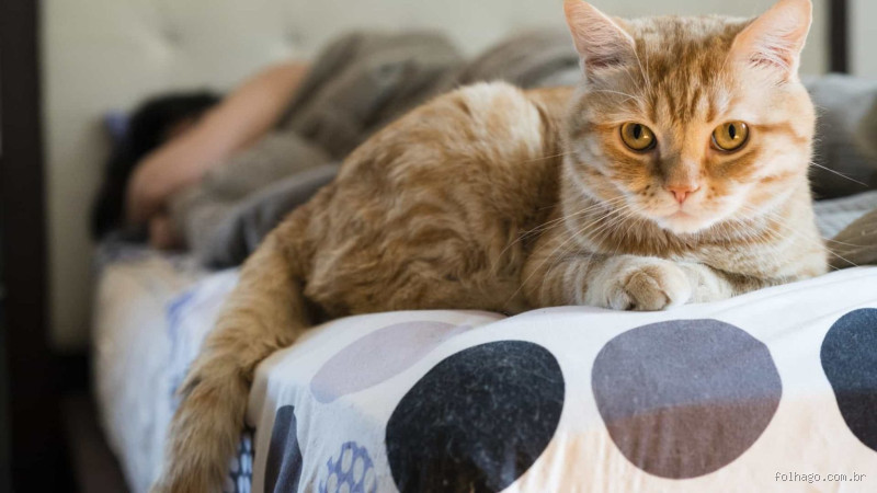 Por que os gatos não dormem à noite? Entenda o comportamento dos felinos