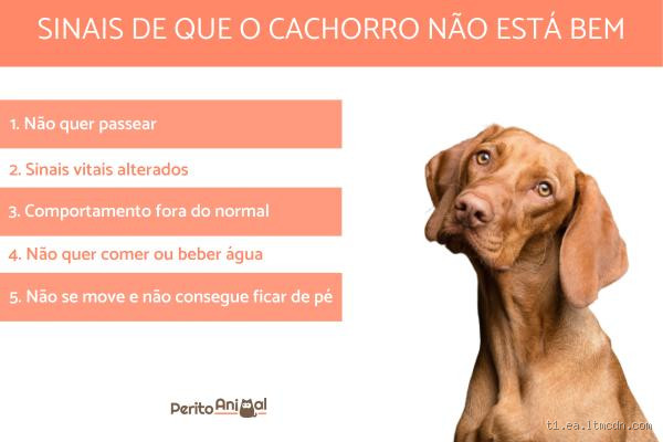 Quais os sinais que o cachorro dá quando ela está morrendo?